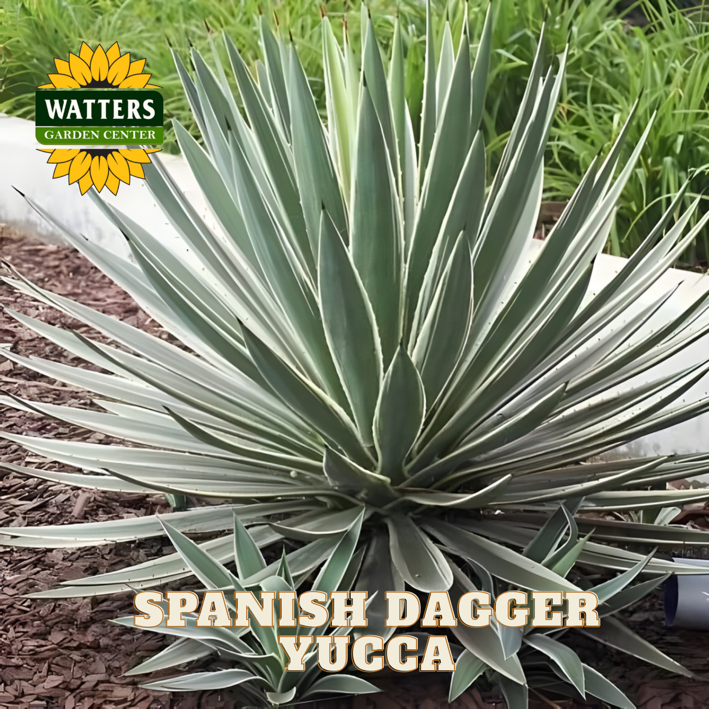 VARIEGATED SPANISH DAGGER YUCCA 5gal – Watters Garden Center