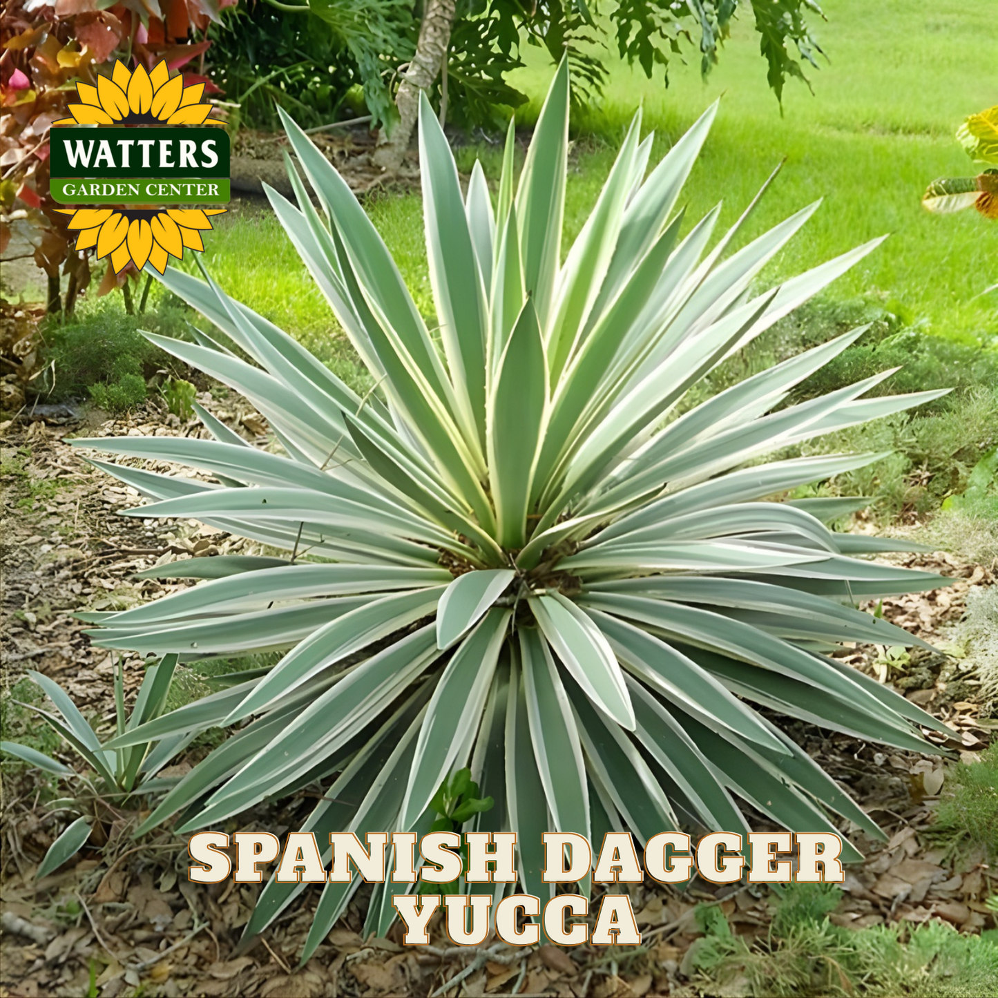 VARIEGATED SPANISH DAGGER YUCCA 5gal – Watters Garden Center