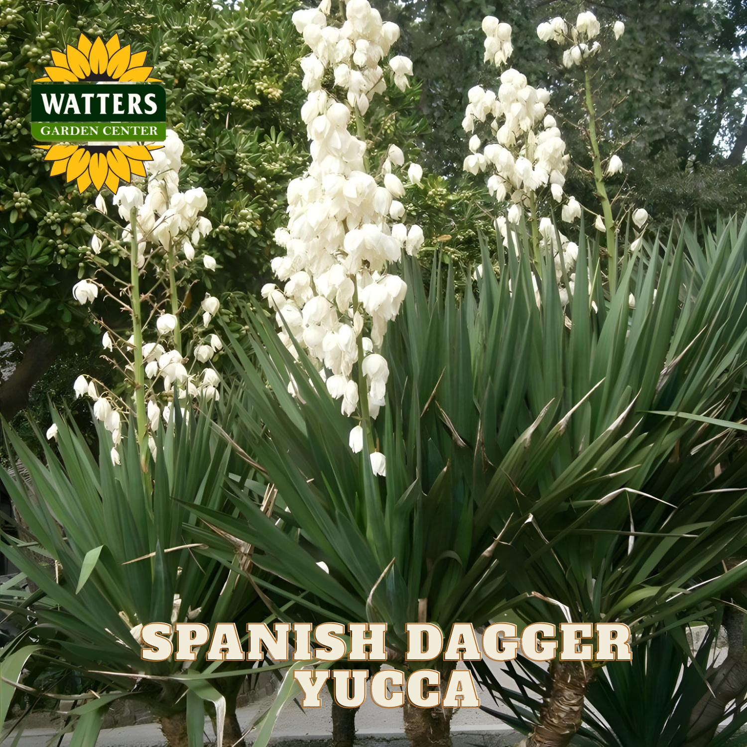 VARIEGATED SPANISH DAGGER YUCCA 5gal – Watters Garden Center