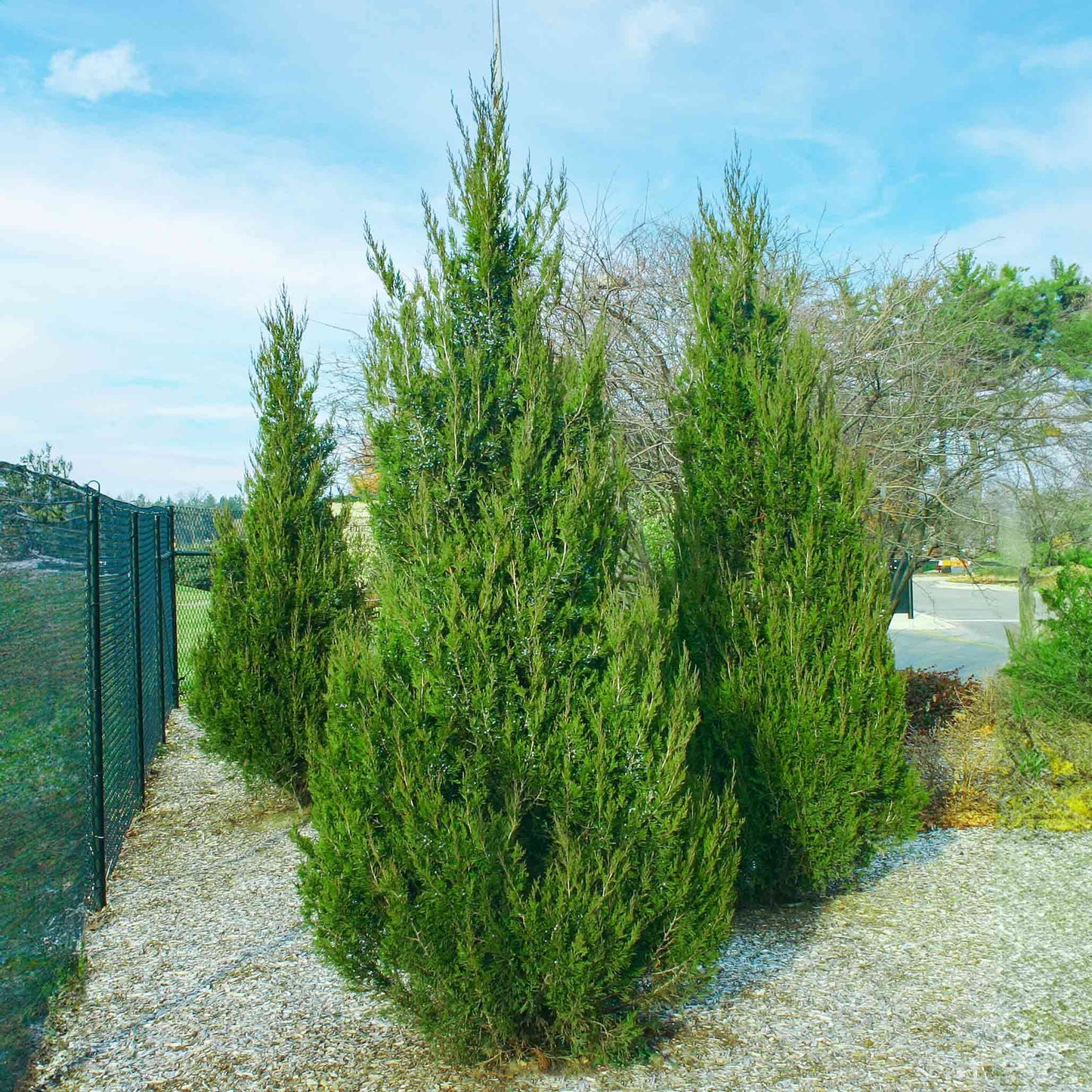 SPARTAN JUNIPER TREE 10gal
