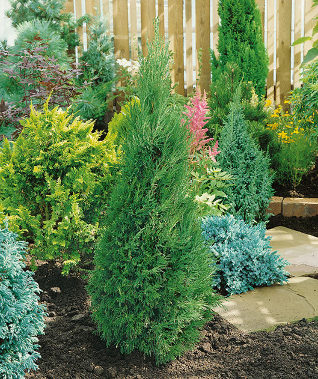 SPARTAN JUNIPER TREE 5-6ft