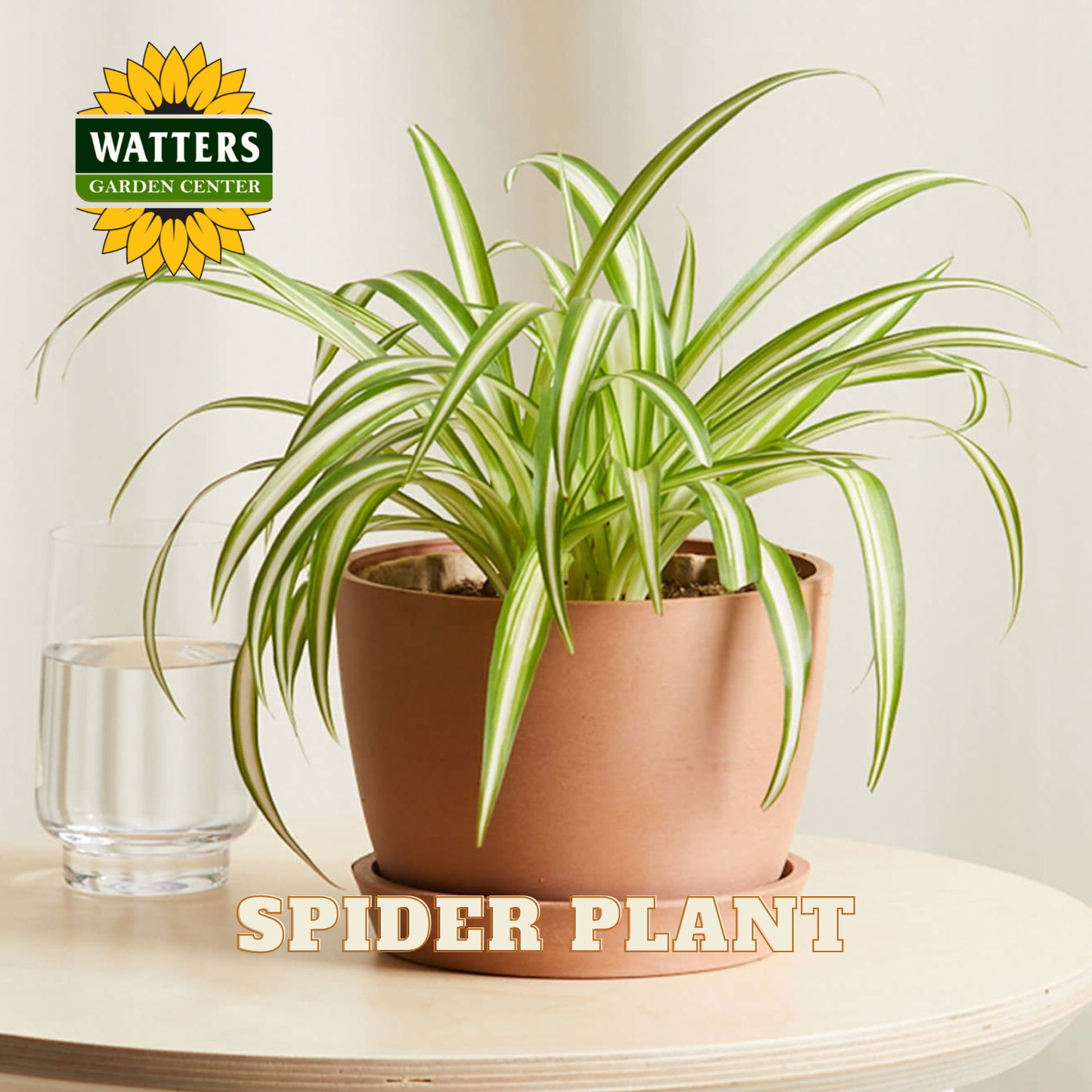 Potted spider plant on a table with Watters Garden Center logo.