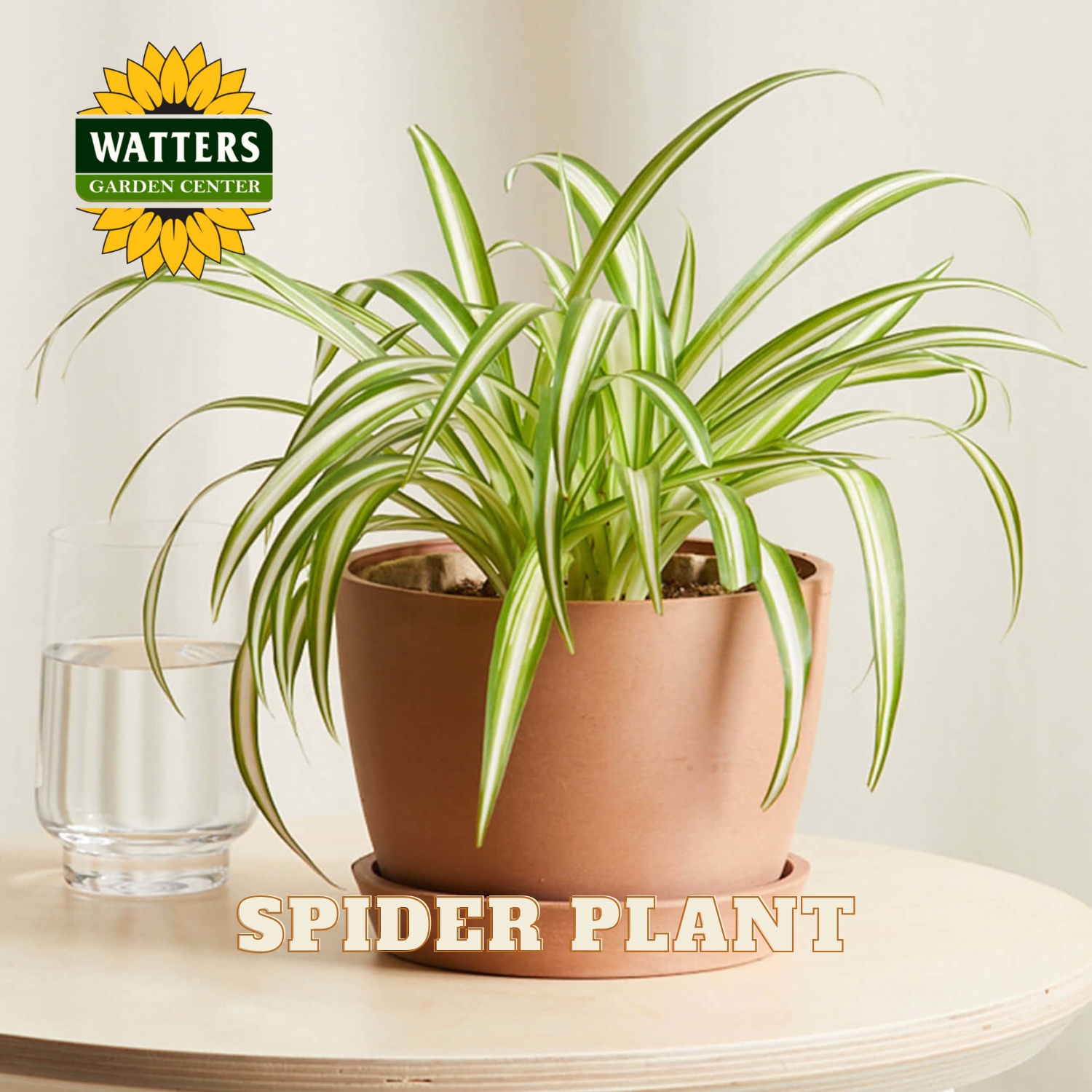 Potted spider plant on a table with Watters Garden Center logo.