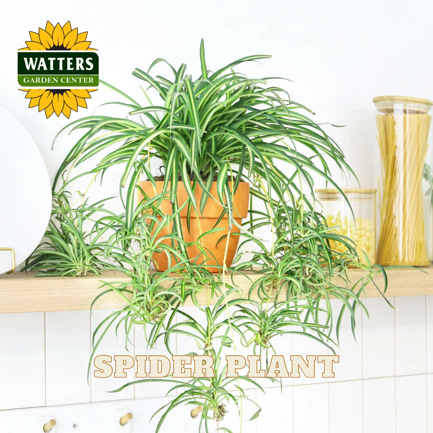 Spider plant in a pot on a shelf with Watters Garden Center branding.