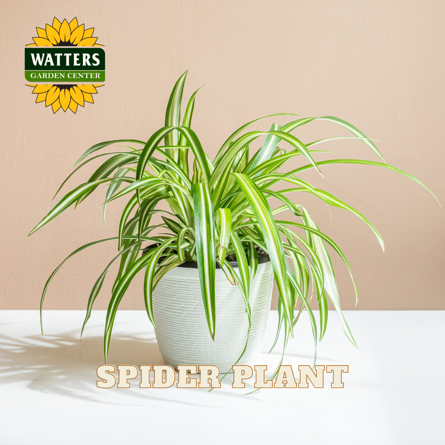 spider plant in the garden SPIDER PLANT 6in