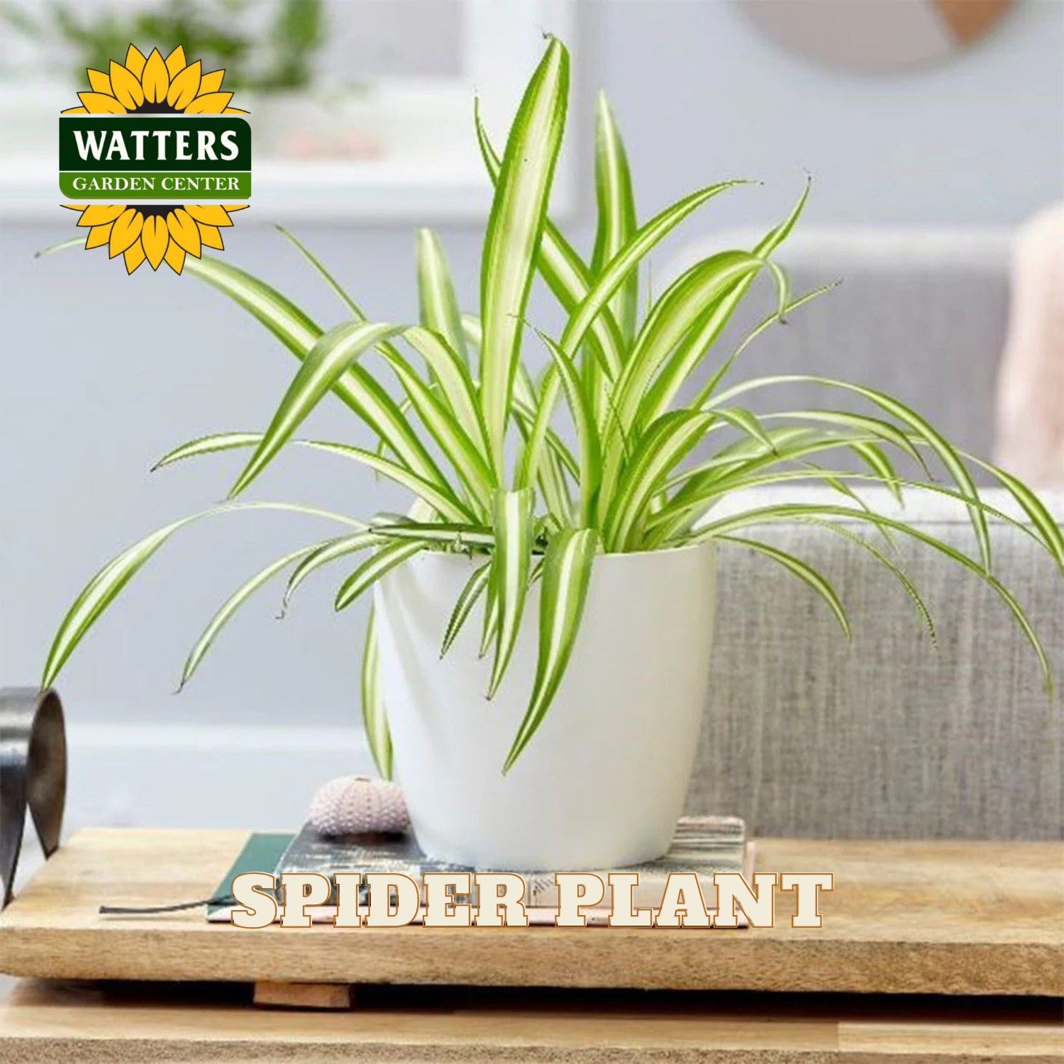 different types of spider plant ASSORTED SPIDER PLANT 6in