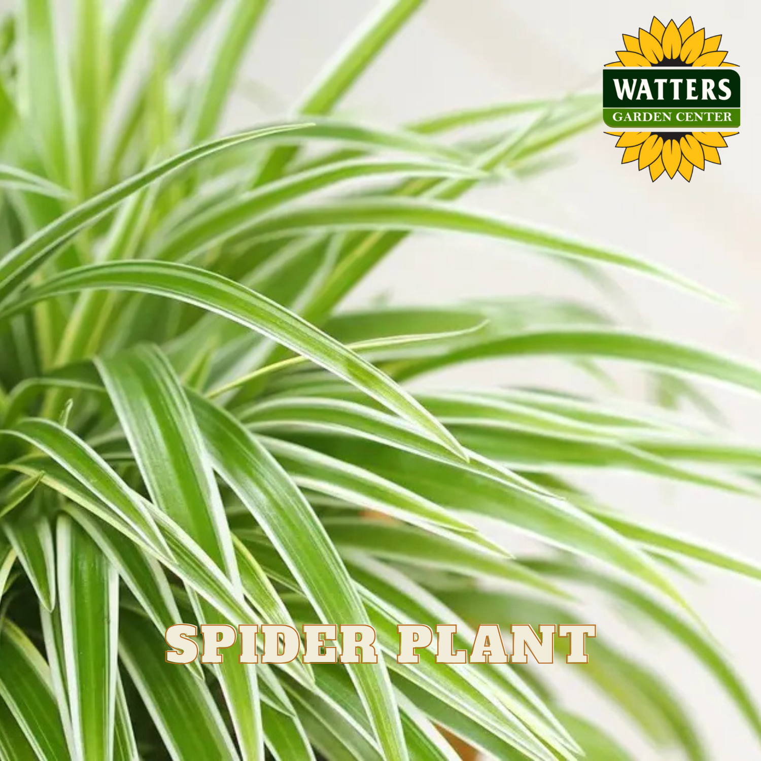 Spider plant with Watters Garden Center logo in the corner