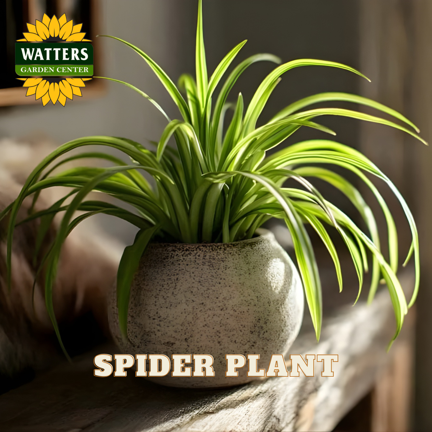 Potted spider plant on a wooden surface with Watters Garden Center logo.