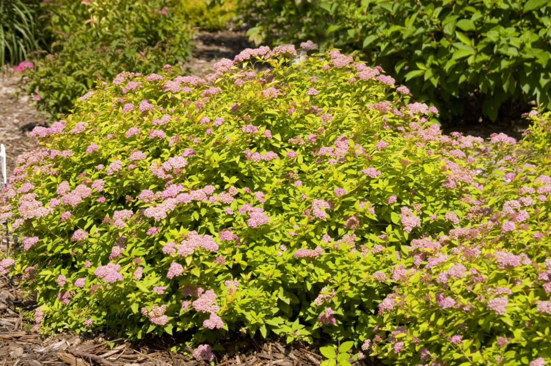 SUNDROP SPIRAEA 2gal