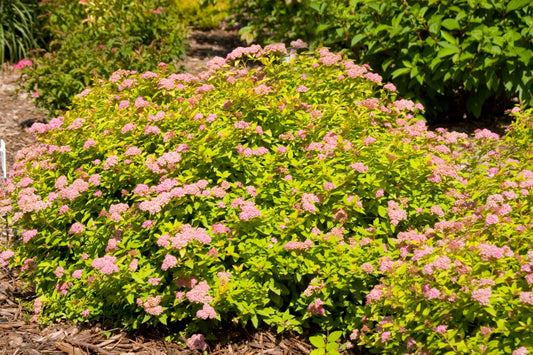 SUNDROP SPIRAEA 2gal