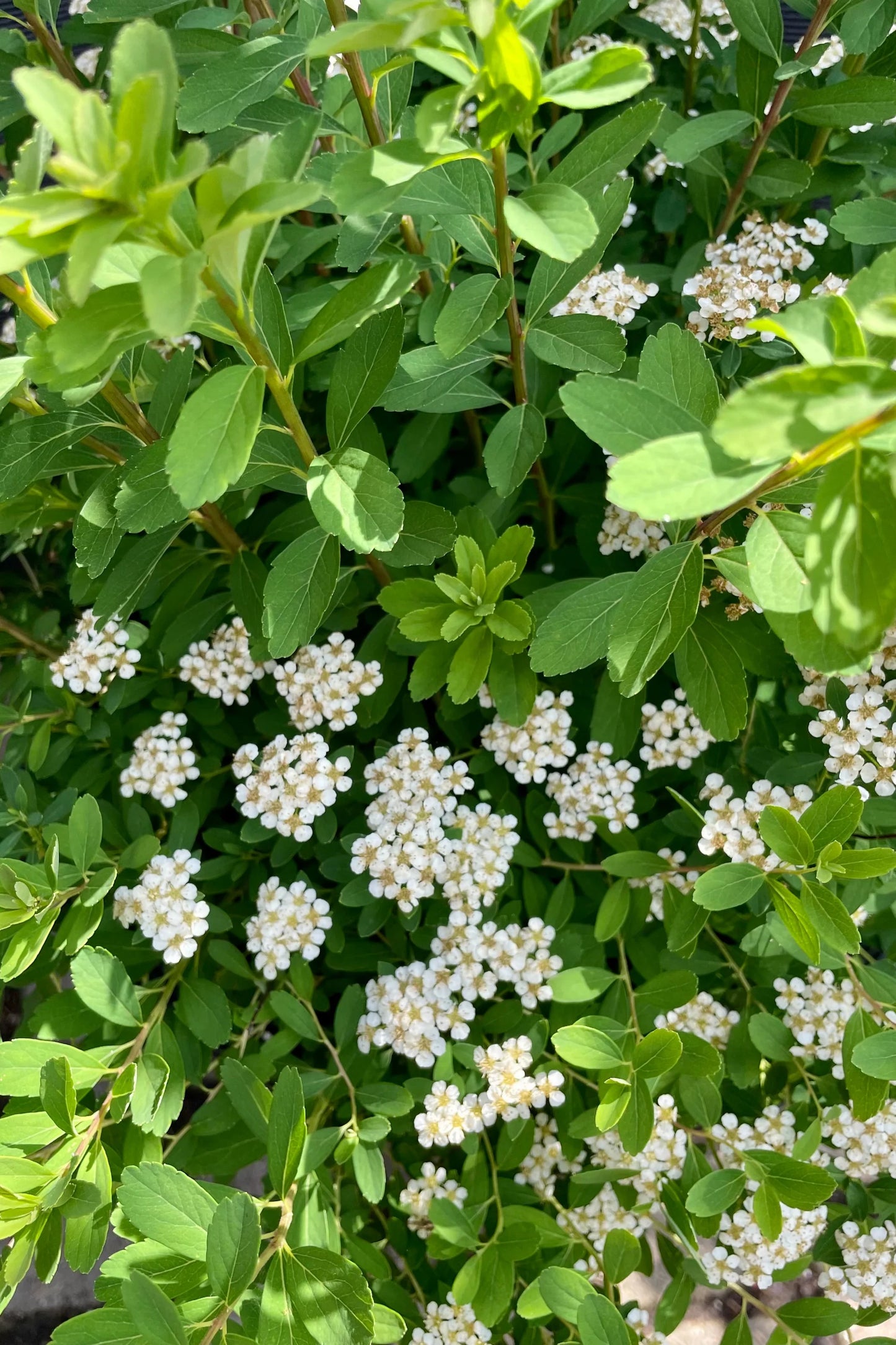 SNOWMOUND SPIRAEA 3gal