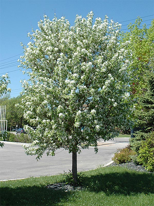 SPRING SNOW CRABAPPLE TREE 7gal