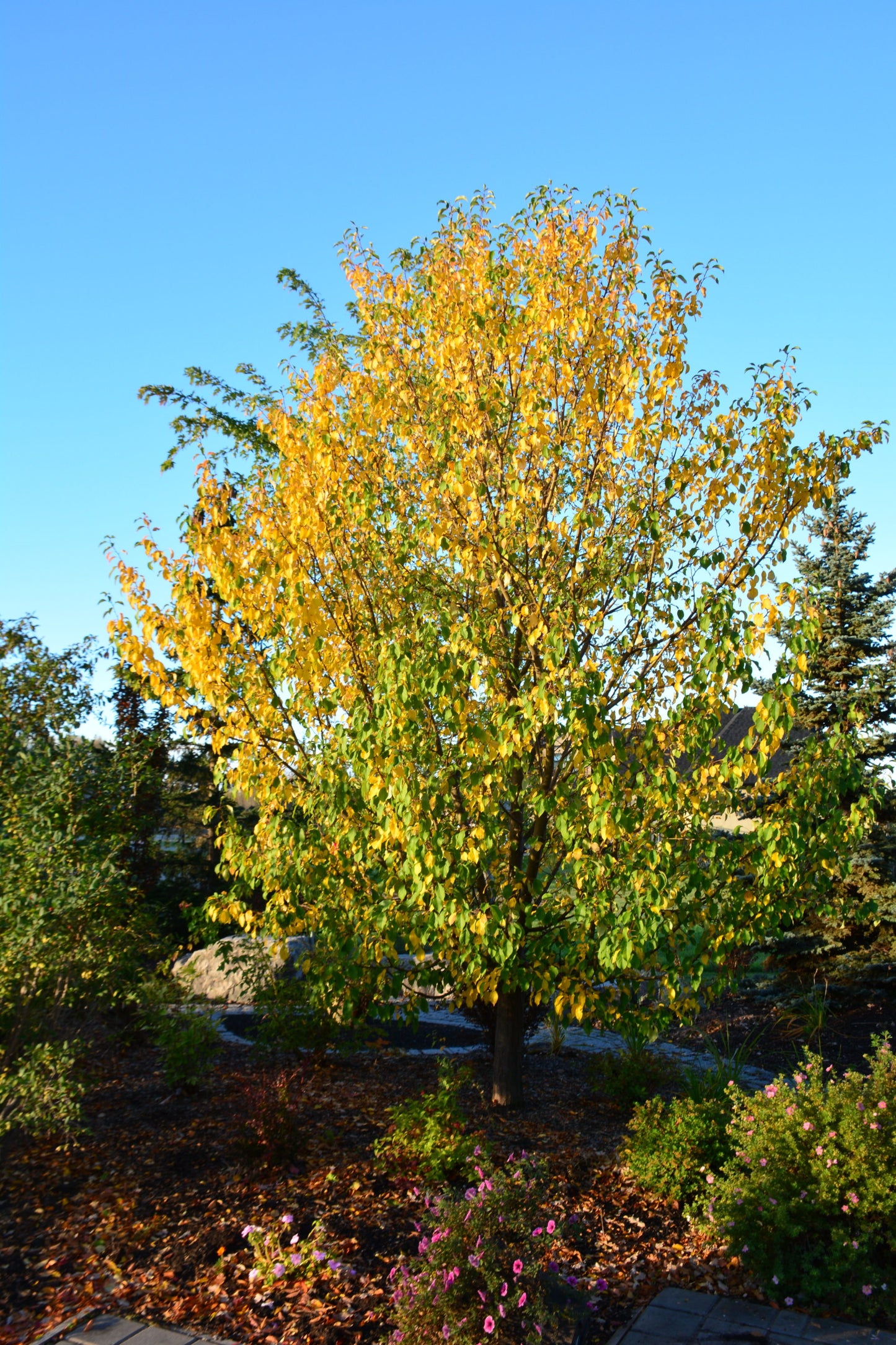 SPRING SNOW CRABAPPLE TREE 7gal