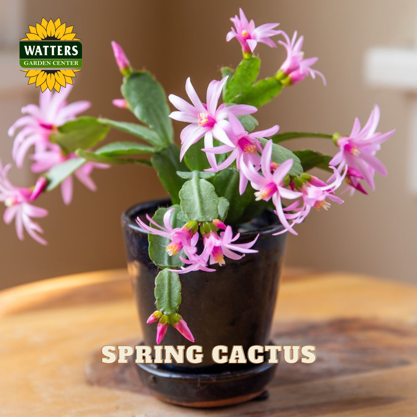 A potted Christmas cactus with bright pink flowers and green segmented stems, shown in a dark ceramic pot on a wooden surface. The Watters Garden Centers logo is in the top-left corner, and 'SPRING CACTUS' is written at the bottom.