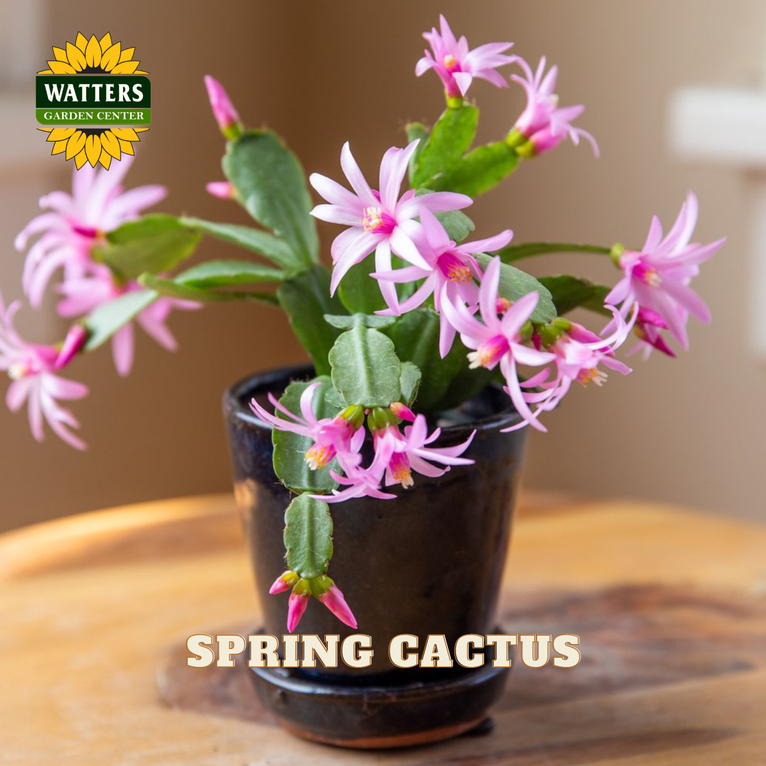 A potted Christmas cactus with bright pink flowers and green segmented stems, shown in a dark ceramic pot on a wooden surface. The Watters Garden Centers logo is in the top-left corner, and 'SPRING CACTUS' is written at the bottom.