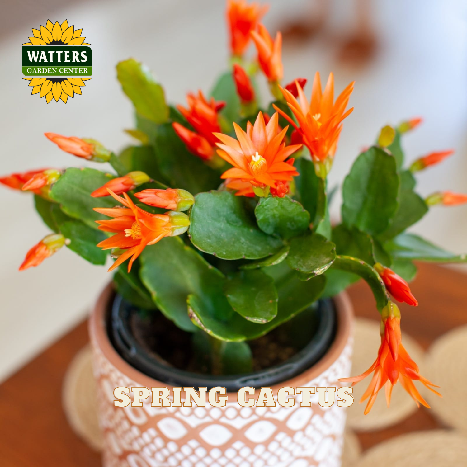 A potted Easter Cactus plant with bright orange flowers and green stems, shown in a patterned ceramic pot. The Watters Garden Center logo is visible in the top left, and 'EASTER CACTUS' is written at the bottom.