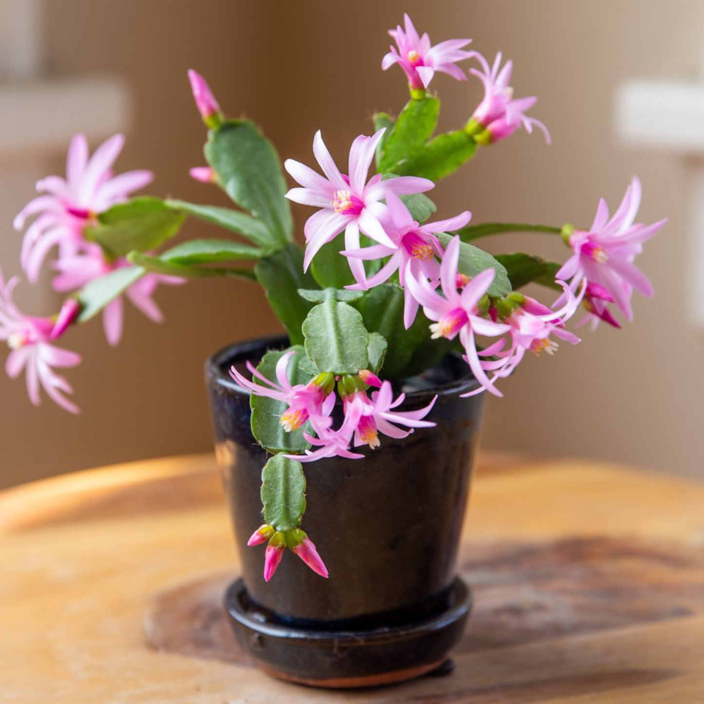 A potted Christmas cactus with pink flowers and green stems, sitting on a wooden table. The plant is in a dark, matte black ceramic pot with a matching saucer.