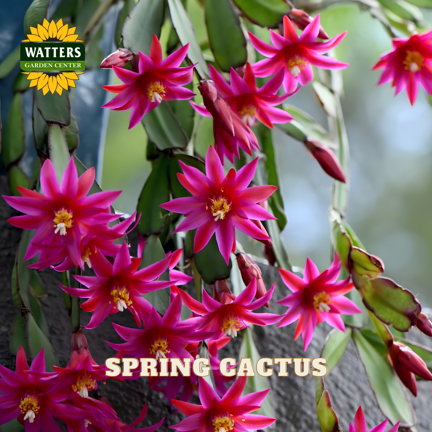 A close-up of a spring cactus plant with bright pink to magenta flowers and green segmented stems, shown outdoors against a blurred background. The text 'SPRING CACTUS' appears at the bottom, and a 'WATTERS GARDEN CENTER' logo appears in the top left corner.