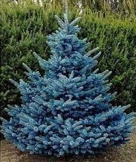 BABY BLUE SPRUCE 20gal