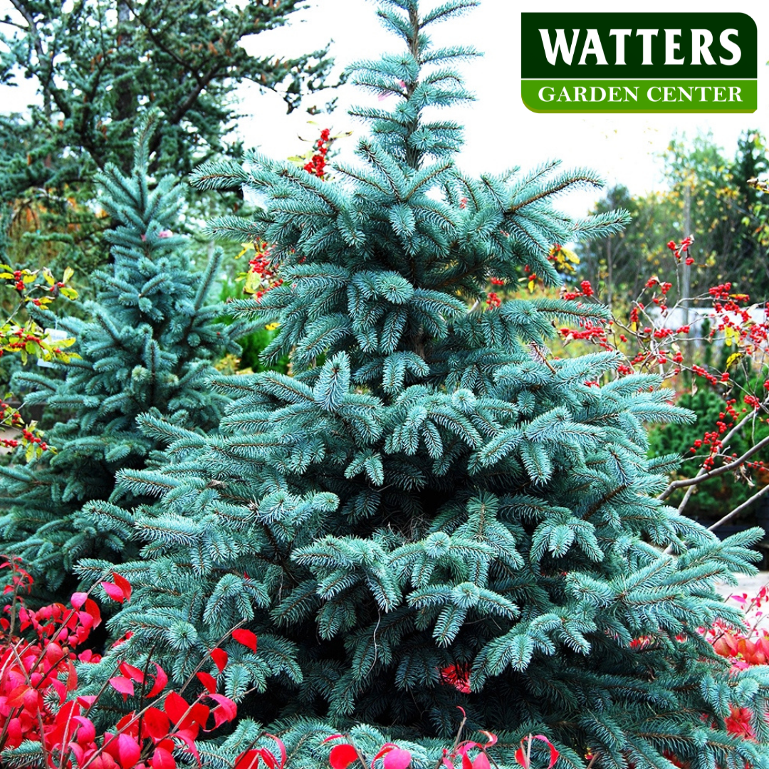 BONNIE BLUE SPRUCE 10gal