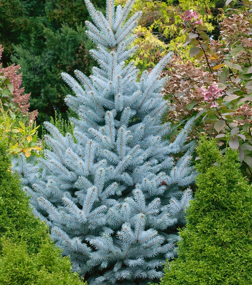 BONNIE BLUE SPRUCE 10gal