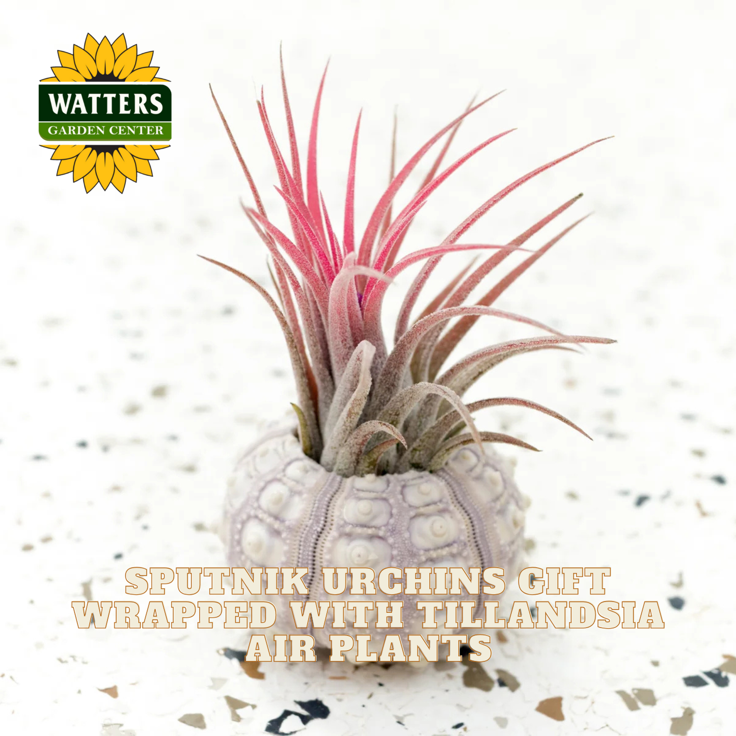 Tillandsia air plant in a decorative container with Watters Garden Center logo.