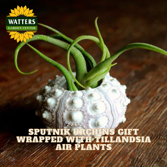 Sputnik Urchins gift with Tillandsia air plants on a wooden surface, featuring Watters Garden Center branding.