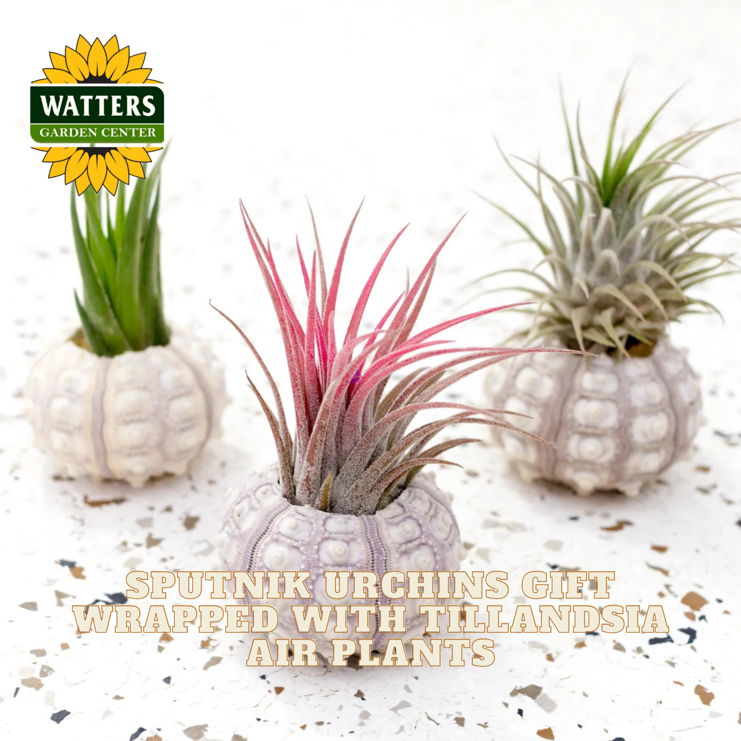 Three Tillandsia air plants in decorative containers with Watters Garden Center branding.