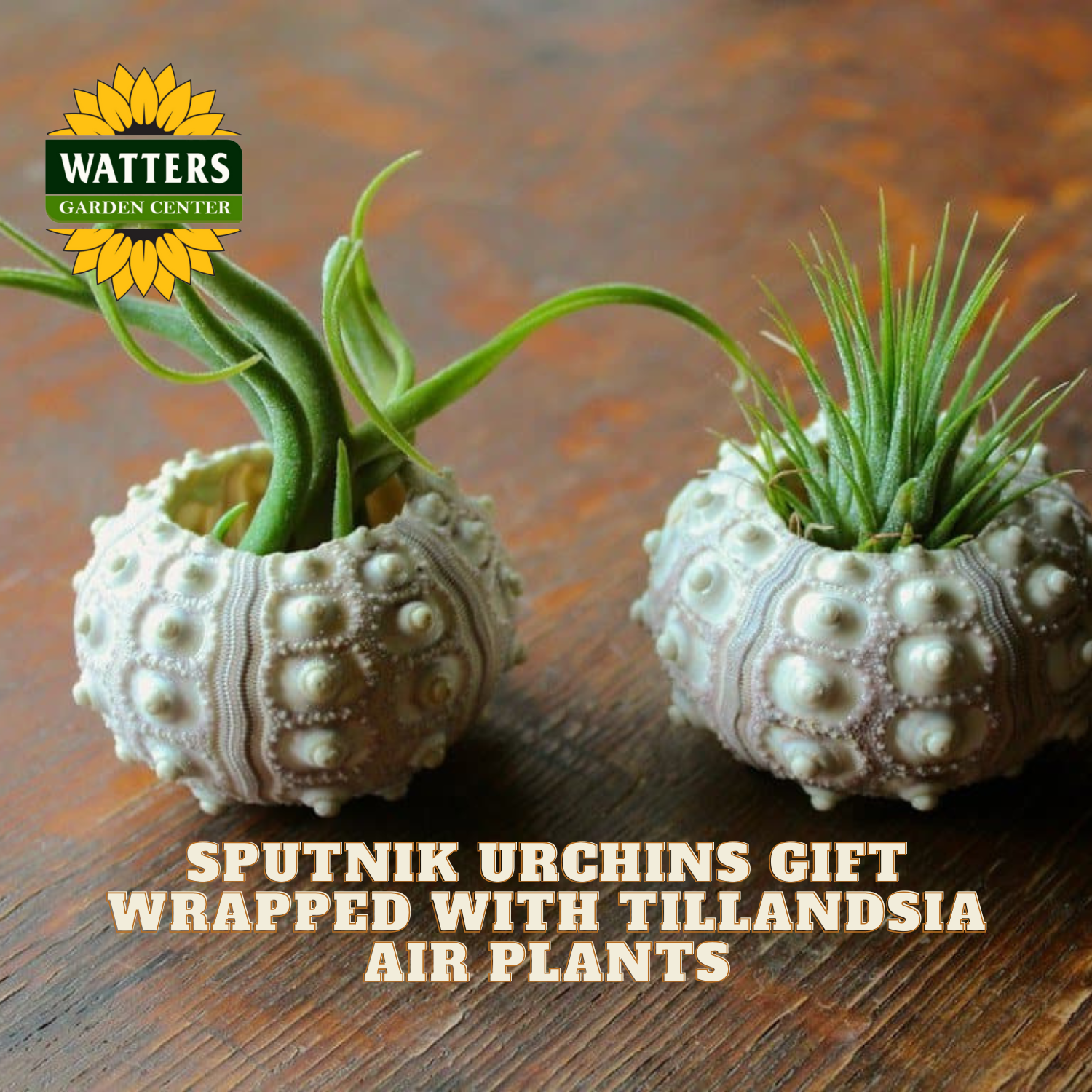 Two Sputnik Urchins with Tillandsia air plants on a wooden surface, featuring Watters Garden Center branding.