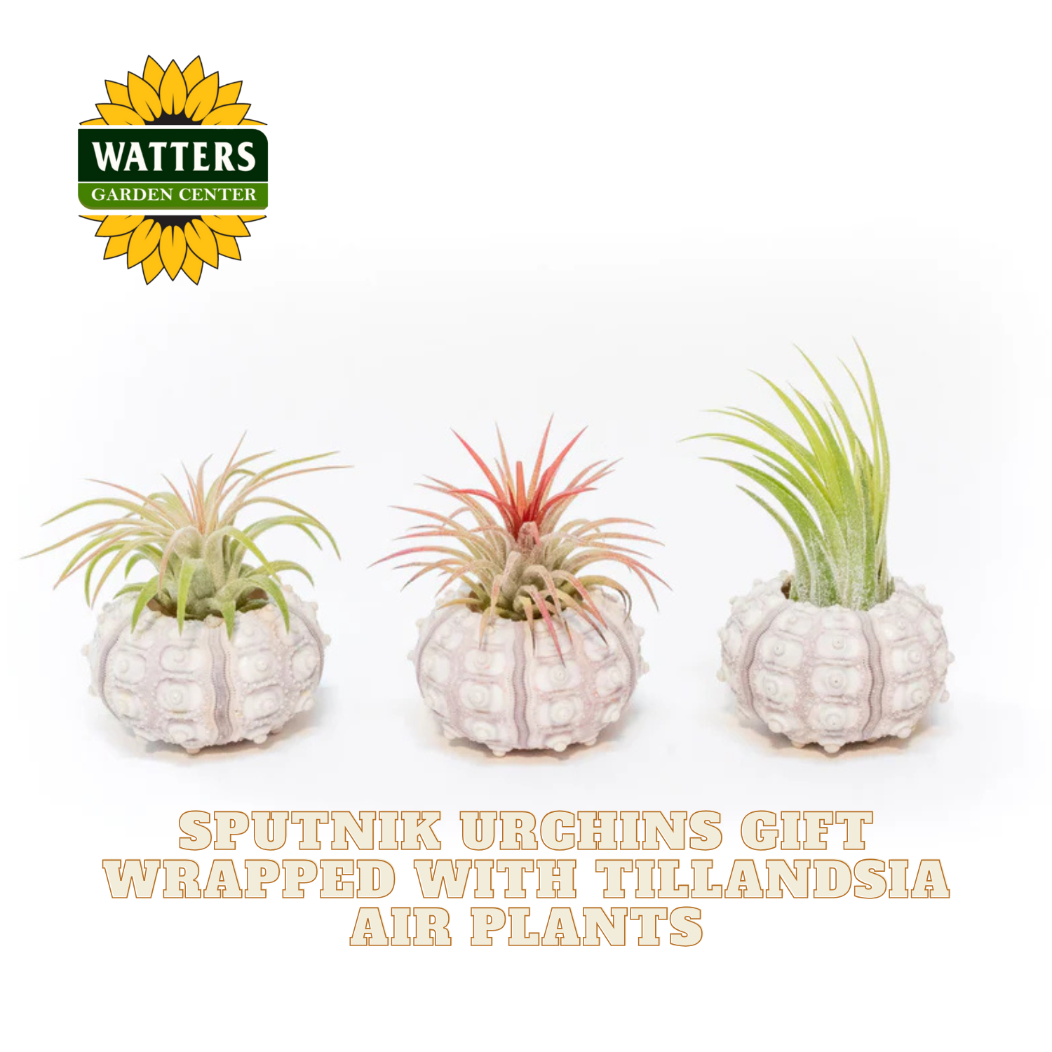 Three Tillandsia air plants in decorative white containers with Watters Garden Center logo.