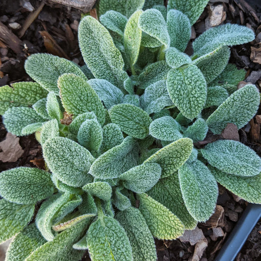 LITTLE LAMB'S EAR 4in