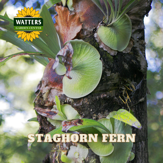 Staghorn fern on a tree trunk with Watters Garden Center logo.