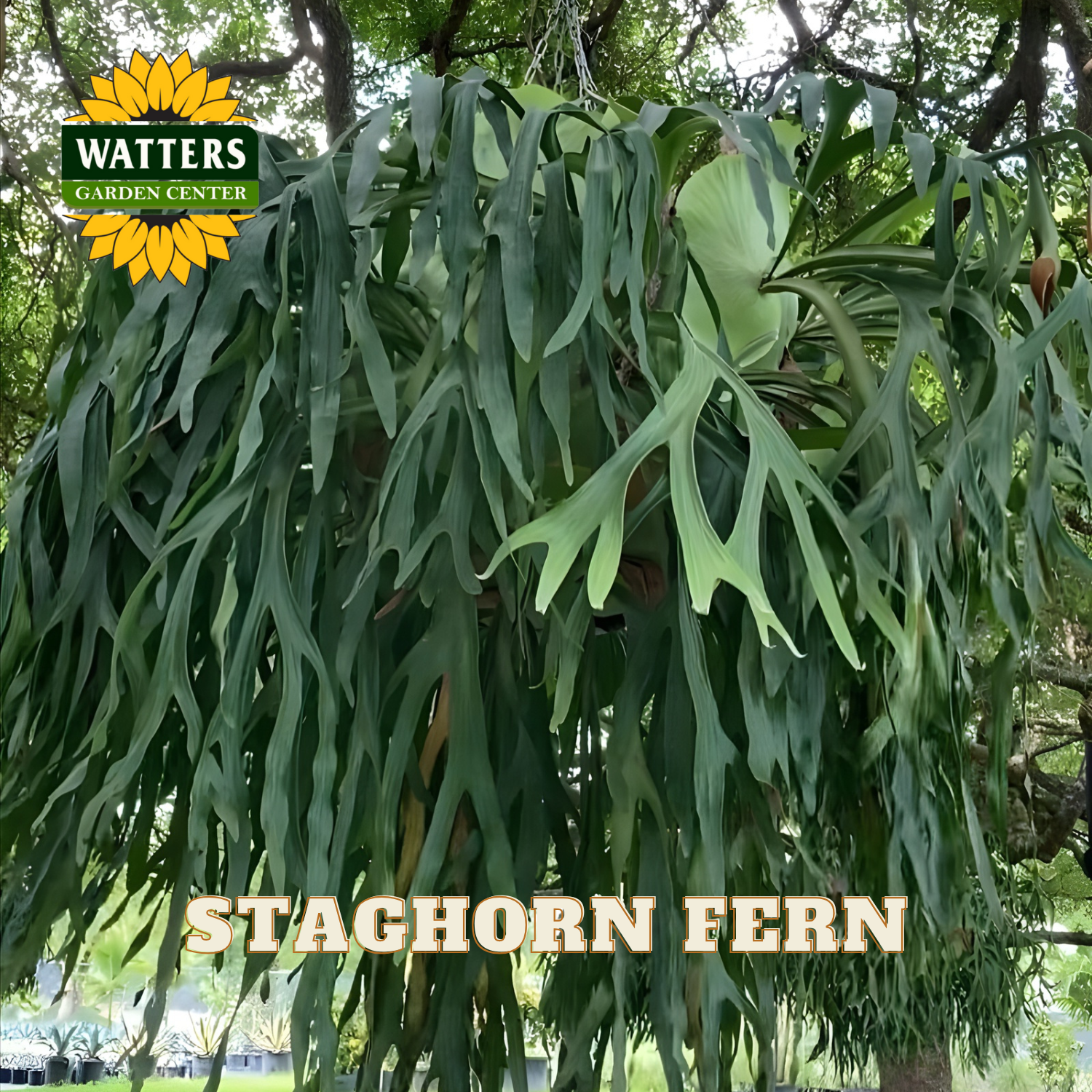 Staghorn fern with Watters Garden Center logo in the corner