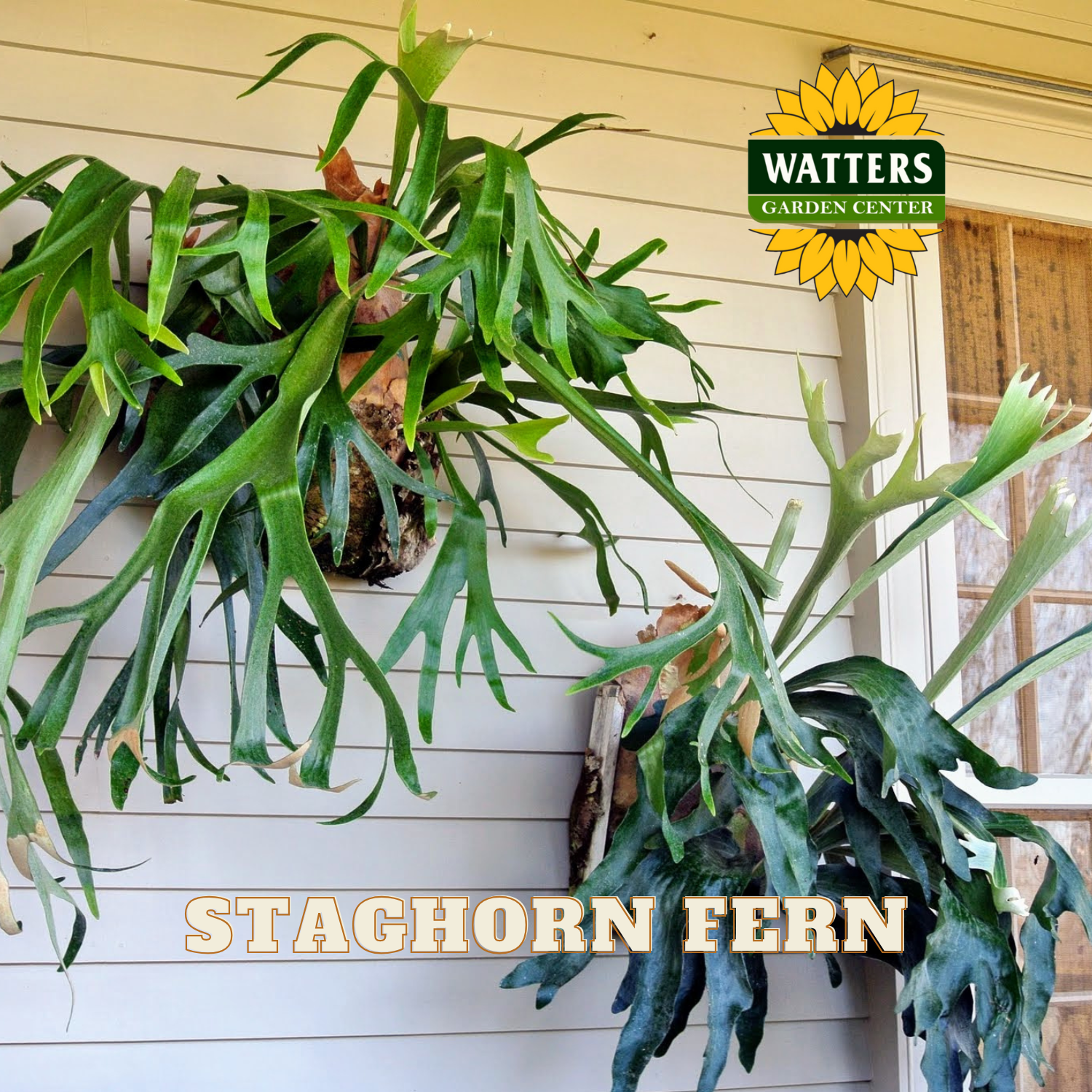 Staghorn ferns hanging on a wall with Watters Garden Center branding.