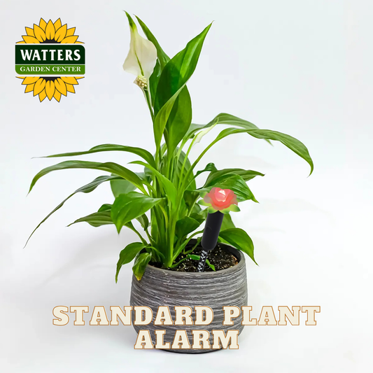Potted plant with a red alarm on a white background, featuring Watters Garden Center logo.