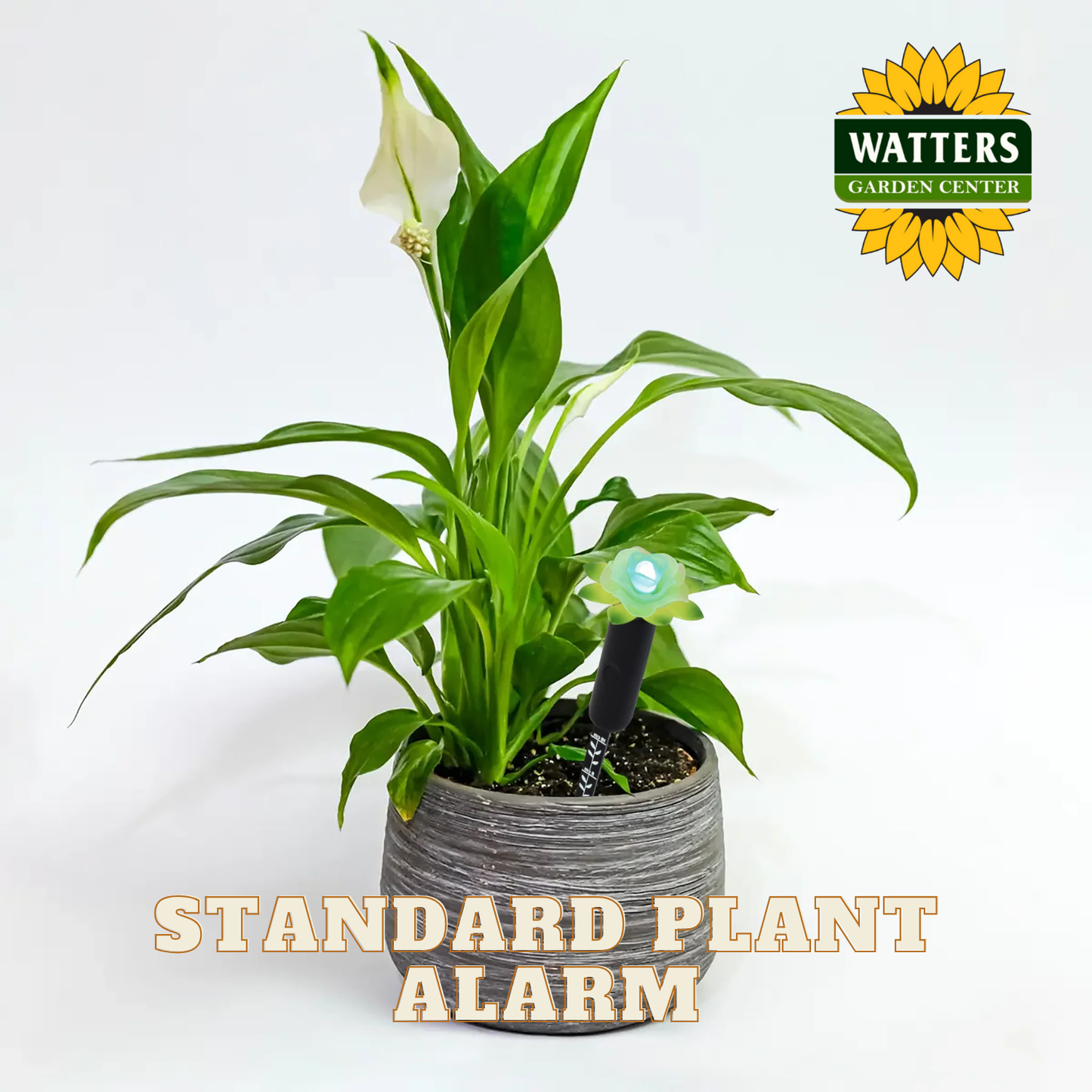 Potted plant with a standard plant alarm on a white background, featuring Watters Garden Center logo.
