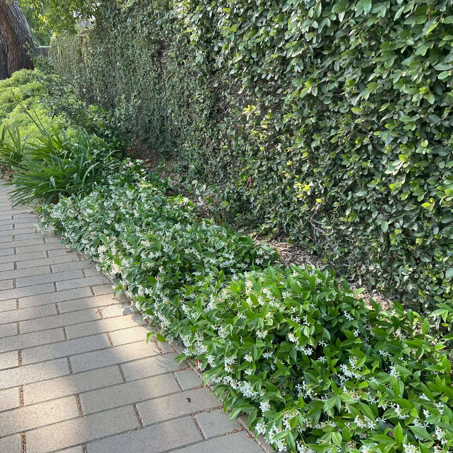 STAR JASMINE 2gal