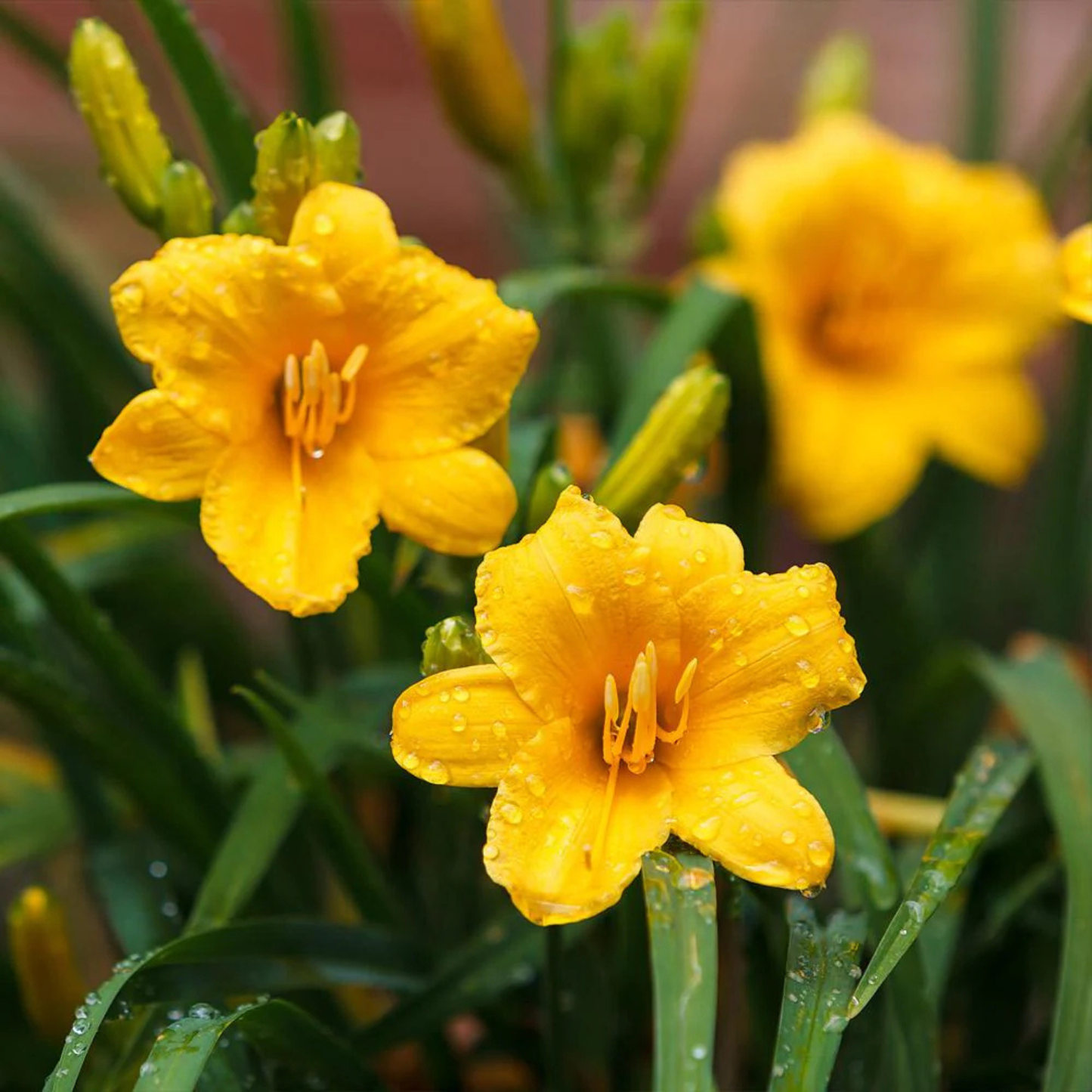 STELLA DE ORO DAYLILY 1gal