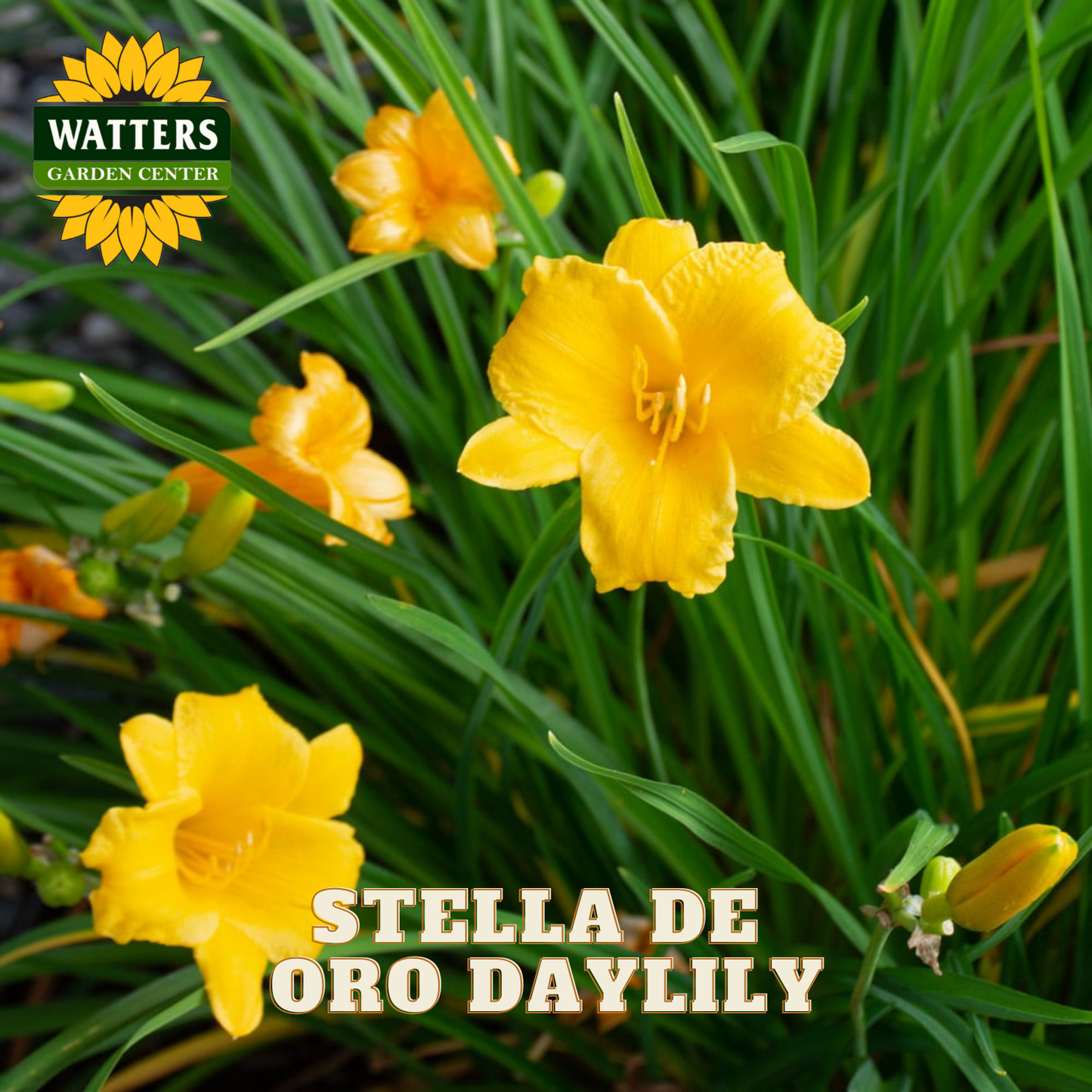 Yellow Stella de Oro Daylily flowers with green leaves and Watters Garden Center logo.