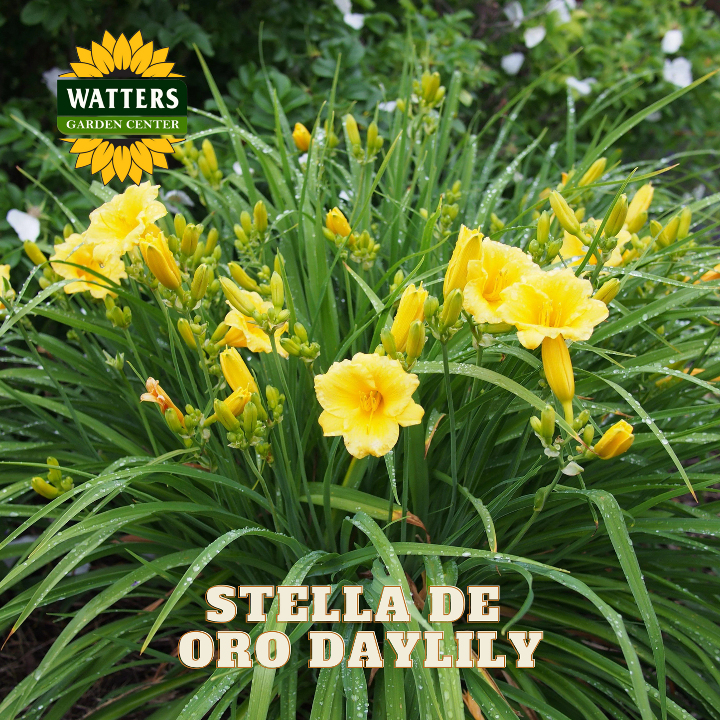 Yellow daylilies with green leaves and Watters Garden Center logo.