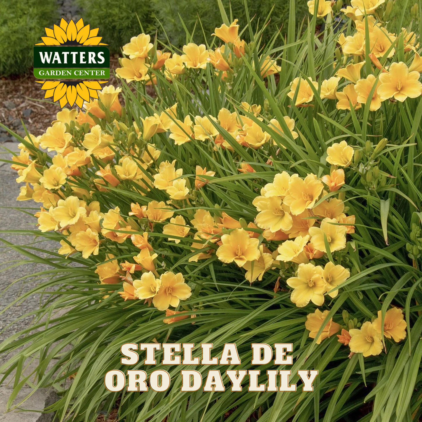 Yellow daylily plant with green leaves, labeled 'Stella de Oro Daylily' and 'Watters Garden Center'.