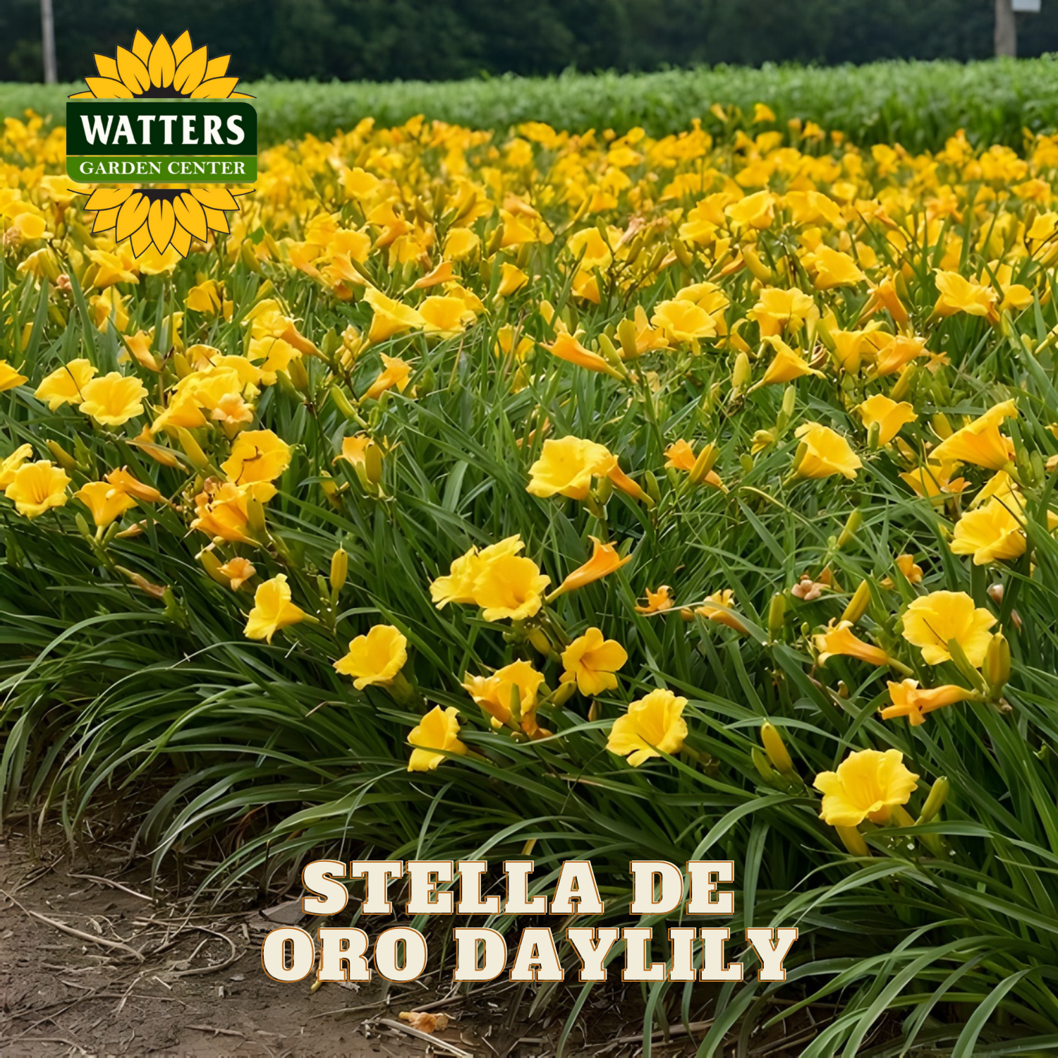 Field of yellow Stella de Oro Daylilies with Watters Garden Center logo.