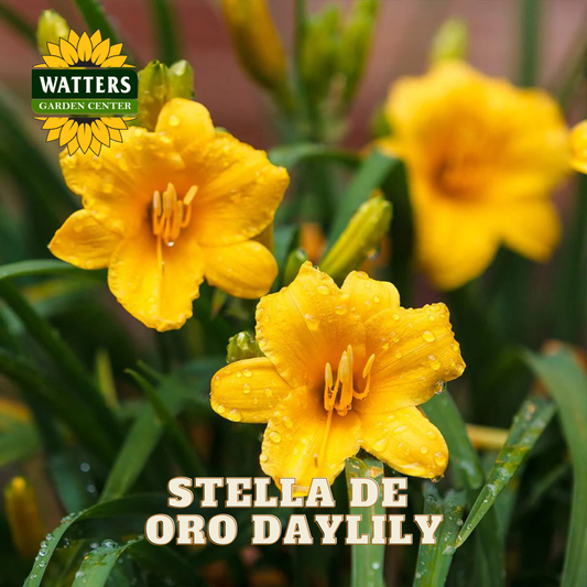 Yellow daylilies with raindrops on leaves, branded with Watters Garden Center.