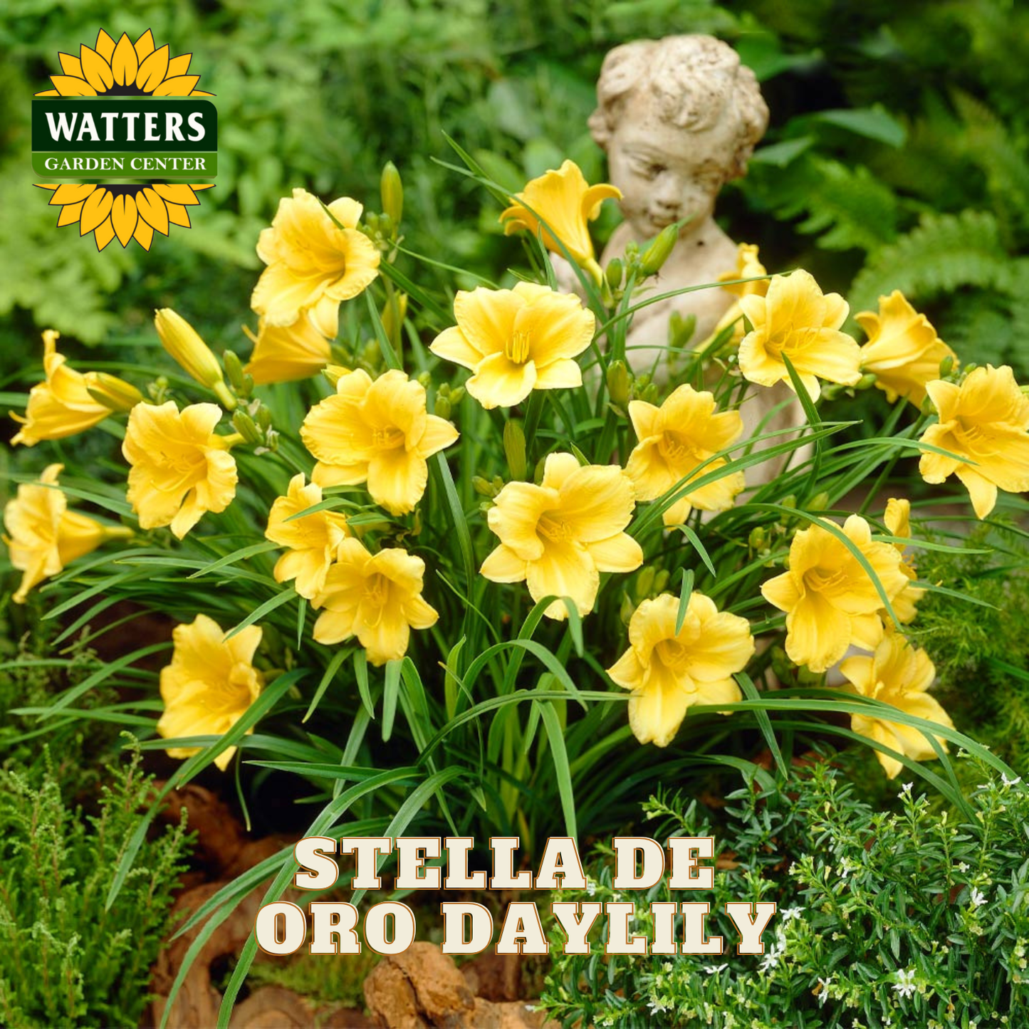 Yellow daylilies with a statue and 'Watters Garden Center' branding.