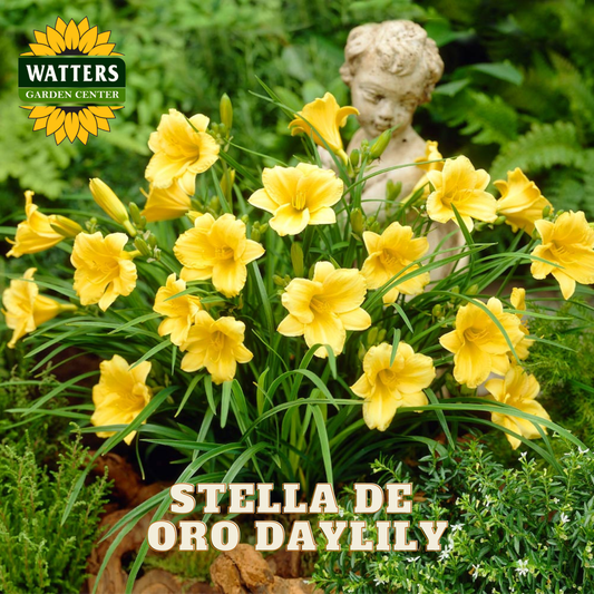 Yellow daylilies with a statue and 'Watters Garden Center' branding.