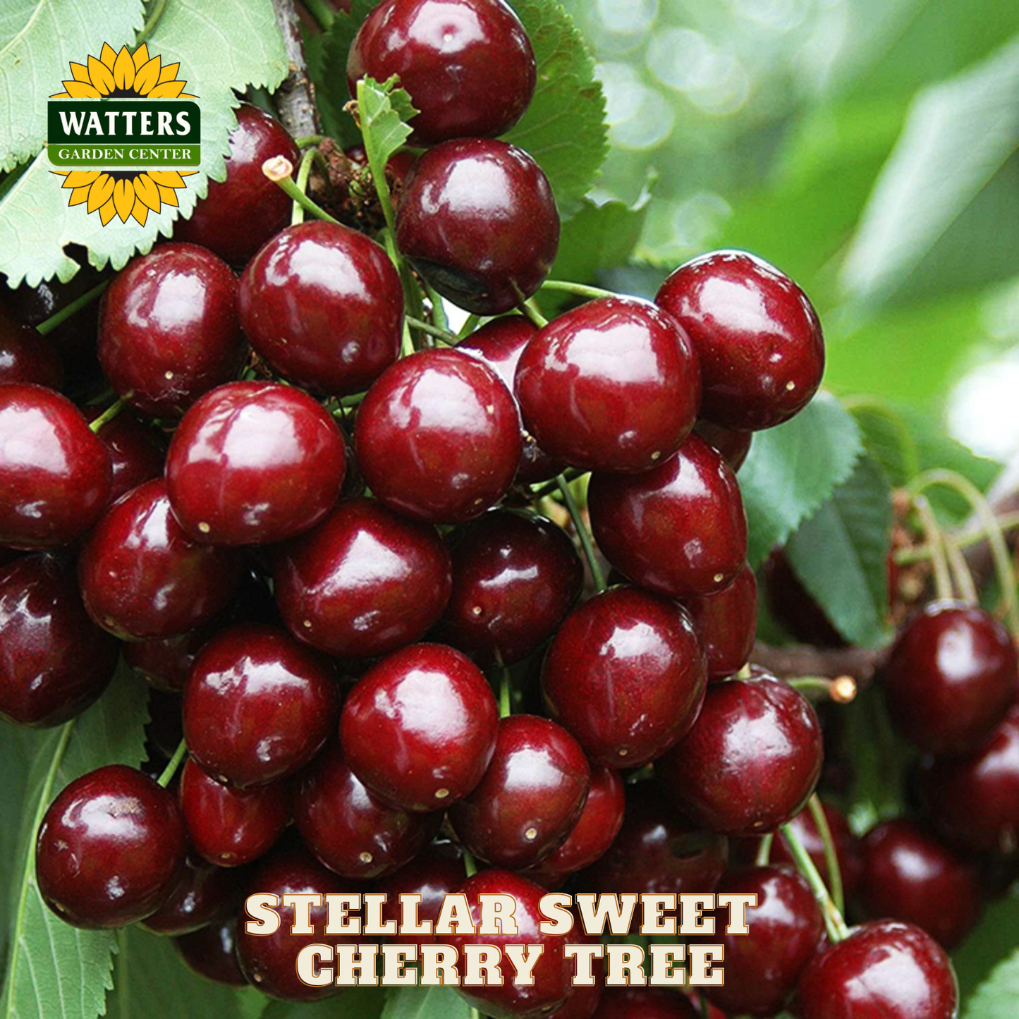 Bunch of red cherries on a branch with Watters Garden Center branding.