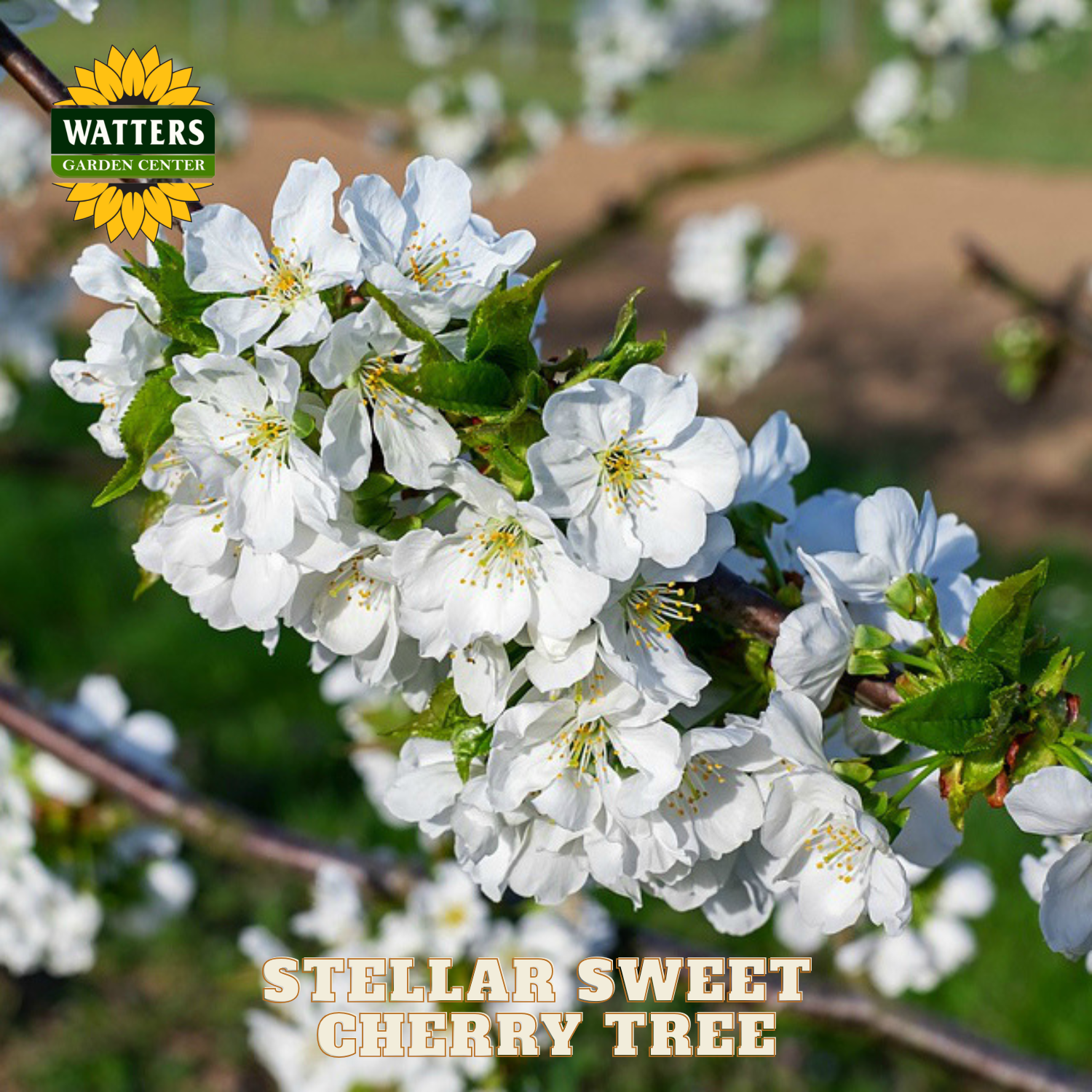 White cherry blossoms on a branch with 'Watters Garden Center' logo and text overlay.