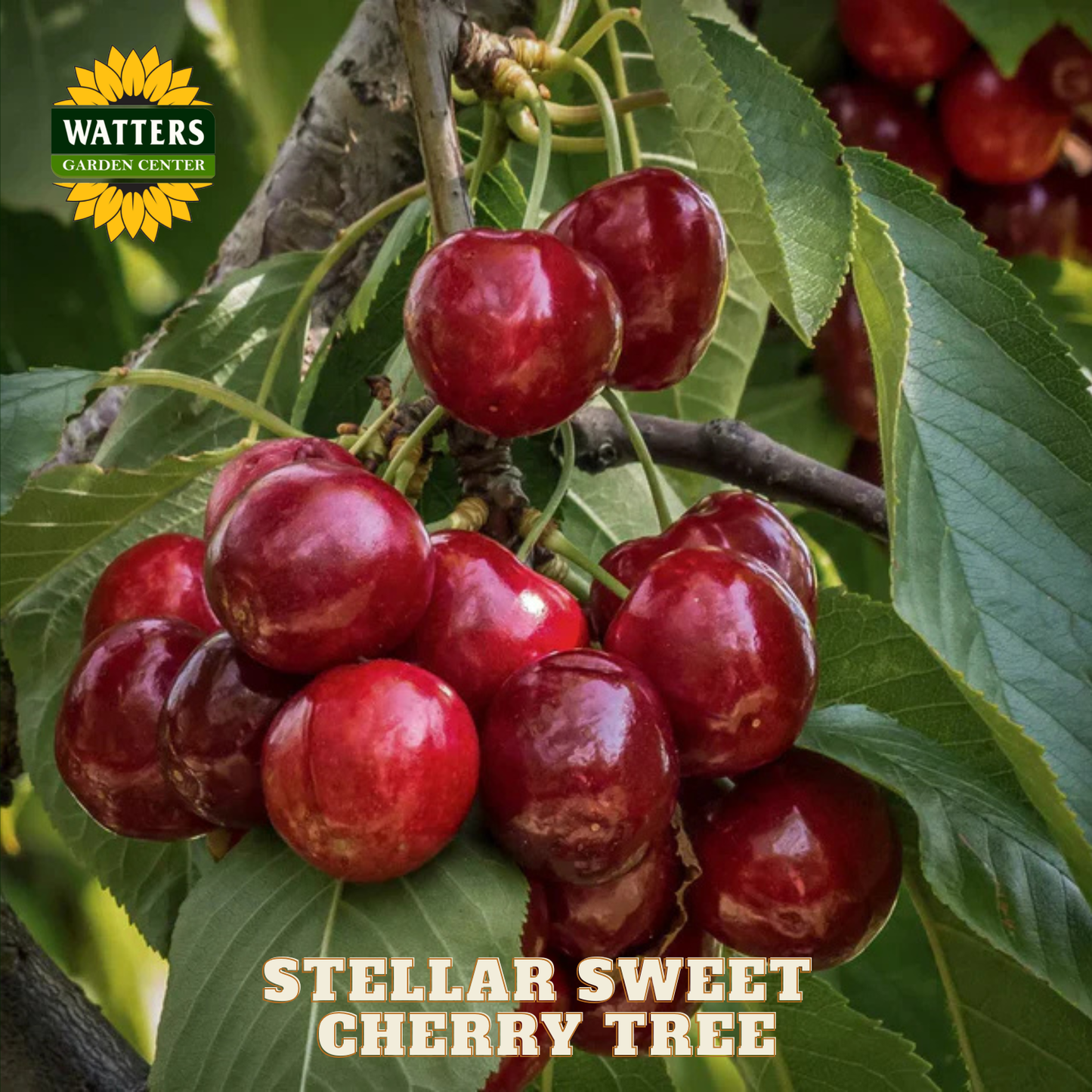 Bunch of red cherries on a tree branch with 'Watters Garden Center' logo.
