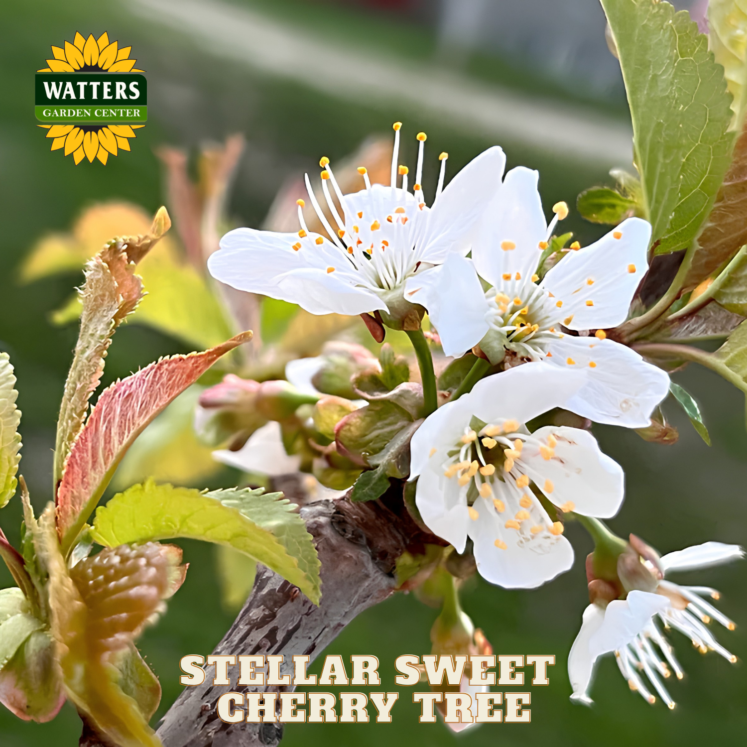 White cherry blossoms on a branch with 'Watters Garden Center' logo and 'Stellar Sweet Cherry Tree' text.