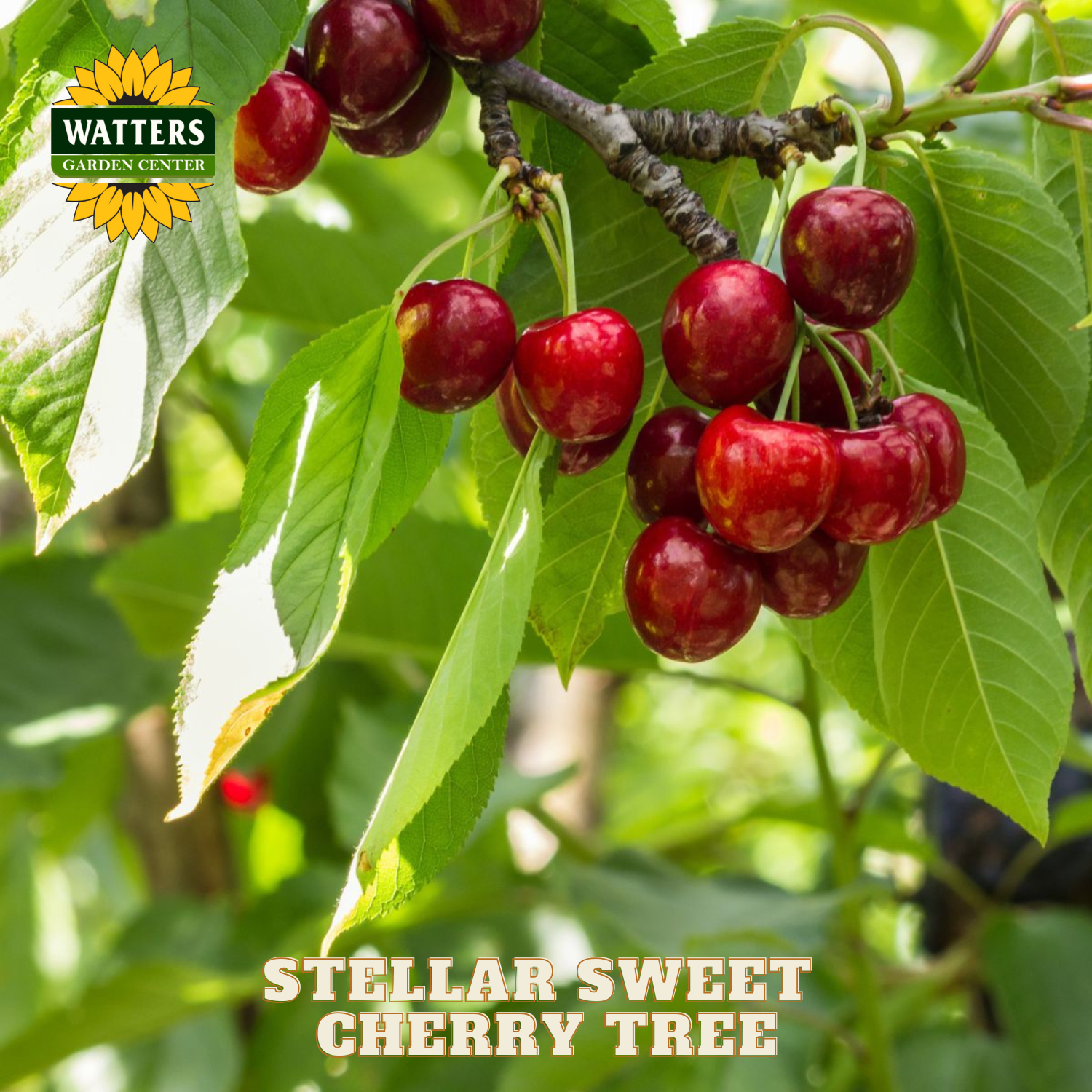Red cherries on a branch with Watters Garden Center logo and text about Stellar Sweet Cherry Tree.